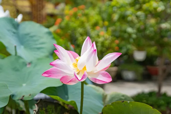 Ảnh hoa sen hồng bên cửa Phật